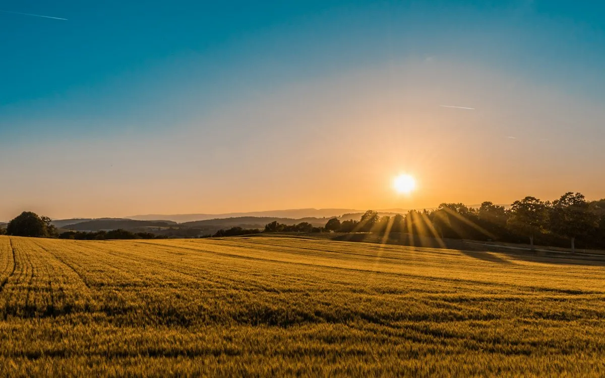 A wheat field at sunset with rolling hills behind.